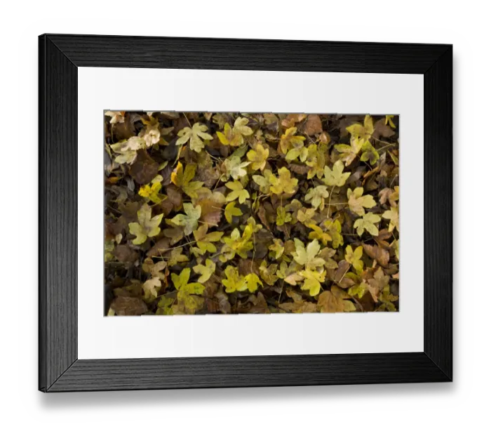 Framed Print : Field Maple (Acer campestre) fallen leaves, in deciduous woodland, Ranscombe Farm Plantlife Reserve, Kent, England