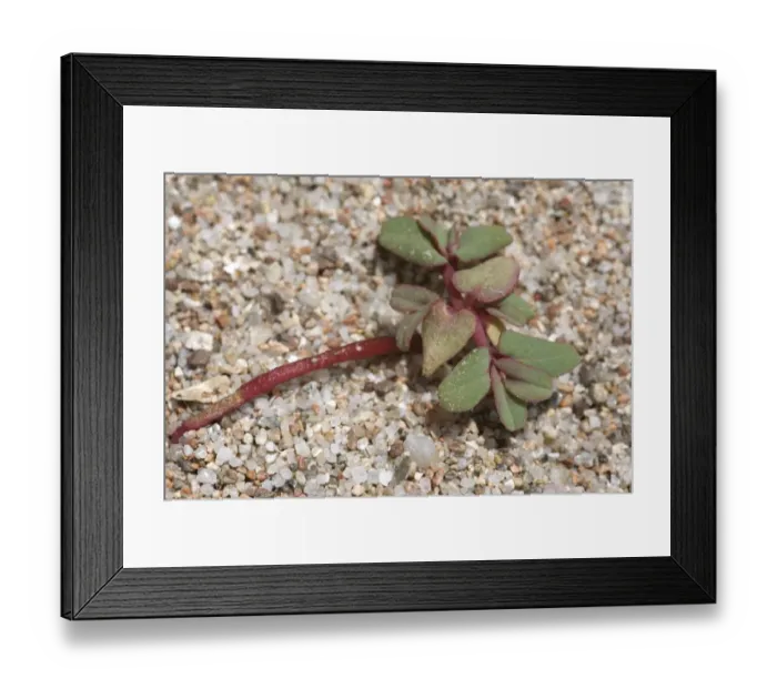 Framed Print : Purple Spurge (Euphorbia peplis) growing on sandy beach, La Rondinara, Corsica, France, may Framed Print : Purple Spurge (Euphorbia peplis) growing on sandy beach, La Rondinara, Corsica, France, may