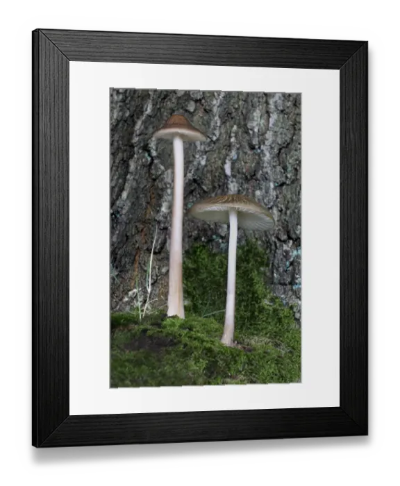 Framed Print : Rooting Shank (Oudemansiella radicata) fruiting bodies, growing amongst moss on woodland floor, Leicestershire Framed Print : Rooting Shank (Oudemansiella radicata) fruiting bodies, growing amongst moss on woodland floor, Leicestershire
