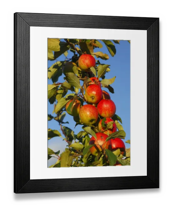 Framed Print : Cultivated Apple (Malus domestica) Red Falstaff dessert variety, close-up of fruit, in organic orchard, Powys, Wales Framed Print : Cultivated Apple (Malus domestica) Red Falstaff dessert variety, close-up of fruit, in organic orchard, Powys, Wales