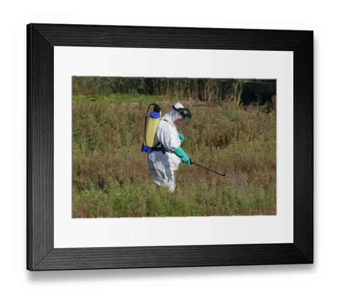 Framed Print : New Zealand Pygmyweed (Crassula helmsii) introduced invasive weed, being sprayed with herbicide by person in protective Framed Print : New Zealand Pygmyweed (Crassula helmsii) introduced invasive weed, being sprayed with herbicide by person in protective
