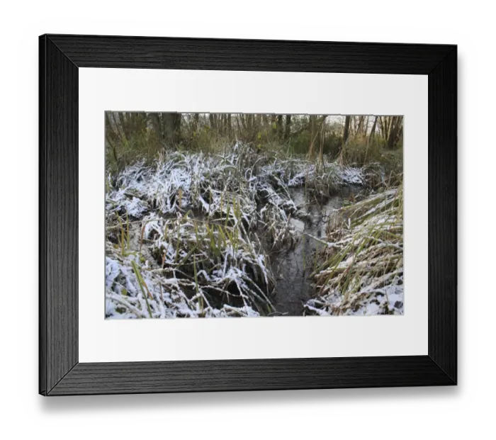 Framed Print : Common Alder (Alnus glutinosa) alder carr wet woodland habitat, with snow covered reeds and sedges Framed Print : Common Alder (Alnus glutinosa) alder carr wet woodland habitat, with snow covered reeds and sedges