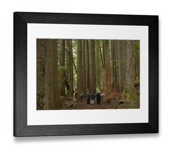 Framed Print : Western Hemlock (Tsuga heterophylla) and Western Red Cedar (Thuja plicata) ancient forest habitat with tourist group Framed Print : Western Hemlock (Tsuga heterophylla) and Western Red Cedar (Thuja plicata) ancient forest habitat with tourist group