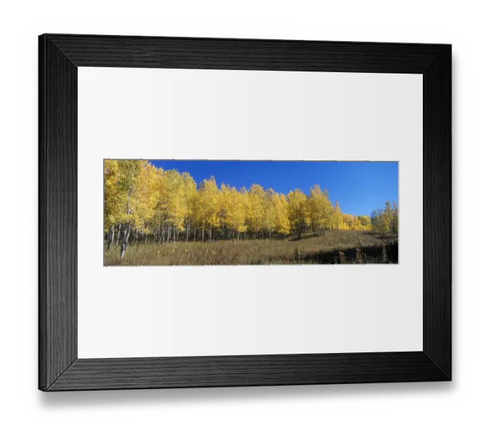 Framed Print : Quaking Aspen (Populus tremuloides) In autumn / fall colour - Grand Teton National Park, USA Framed Print : Quaking Aspen (Populus tremuloides) In autumn / fall colour - Grand Teton National Park, USA