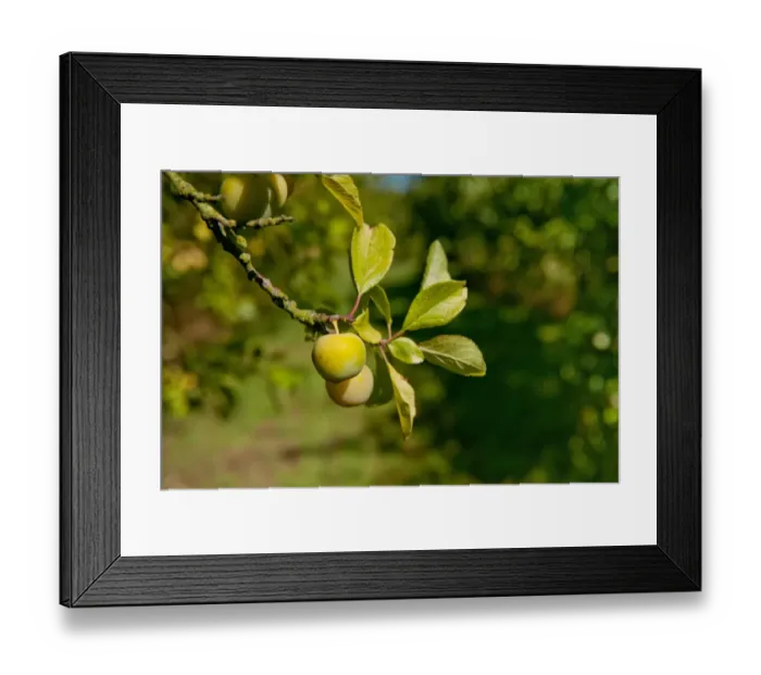 Framed Print : Damson (Prunus domestica var. insititia) Mirabelle Golden Sphere, close-up of fruit, growing in orchard, Norfolk Framed Print : Damson (Prunus domestica var. insititia) Mirabelle Golden Sphere, close-up of fruit, growing in orchard, Norfolk