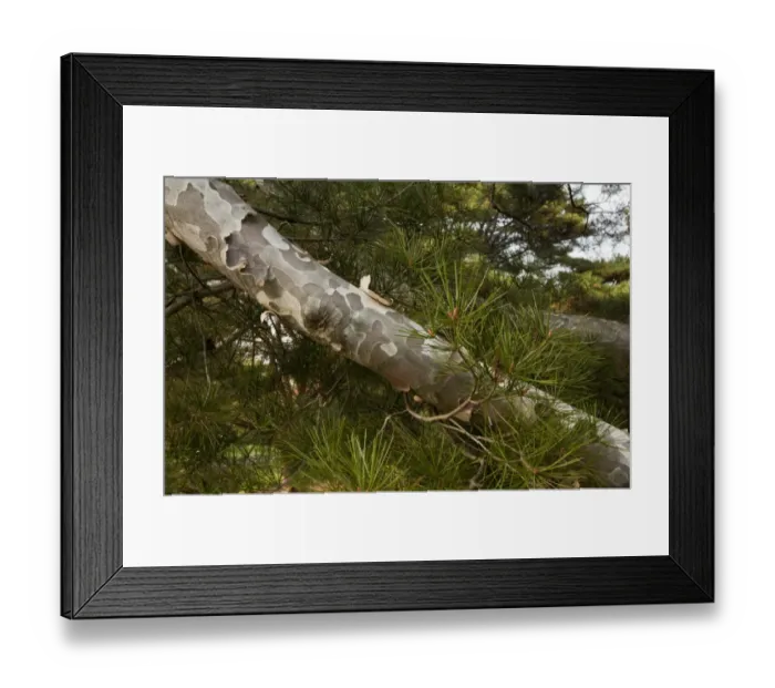 Framed Print : Lacebark Pine (Pinus bungeana) close-up of bark and needles, China Framed Print : Lacebark Pine (Pinus bungeana) close-up of bark and needles, China