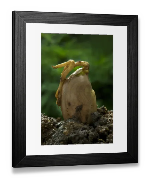 Framed Print : Chempedak (Artocarpus integrifolia) germinating seed with shoot, Trivandrum, Kerala, India Framed Print : Chempedak (Artocarpus integrifolia) germinating seed with shoot, Trivandrum, Kerala, India