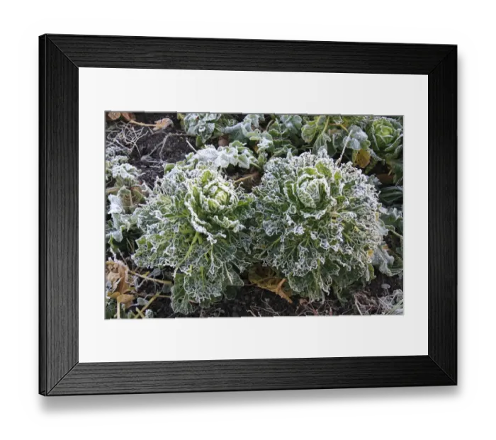 Framed Print : Cabbage (Brassica oleracea) frost covered leaves, damaged by Cabbage White (Pieris sp. ) caterpillars Framed Print : Cabbage (Brassica oleracea) frost covered leaves, damaged by Cabbage White (Pieris sp. ) caterpillars
