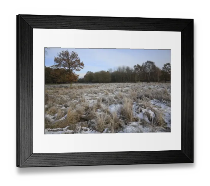 Framed Print : View of frost and snow covered fen meadow habitat, in river valley fen, Redgrave and Lopham Fen N. N. R Framed Print : View of frost and snow covered fen meadow habitat, in river valley fen, Redgrave and Lopham Fen N. N. R