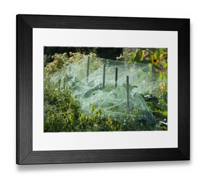 Framed Print : Cabbage (Brassica oleracea) crop, growing under protective netting in allotment garden, Norfolk, England, september Framed Print : Cabbage (Brassica oleracea) crop, growing under protective netting in allotment garden, Norfolk, England, september