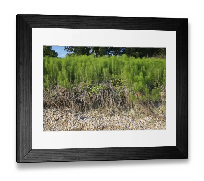 Framed Print : Giant Horsetail (Equisetum telmateia) patch with exposed roots, growing on eroding ground at edge of beach, Bembridge