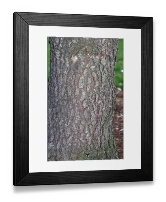 Framed Print : Jeffreys Pine (Pinus jeffreyi) Bark Framed Print : Jeffreys Pine (Pinus jeffreyi) Bark