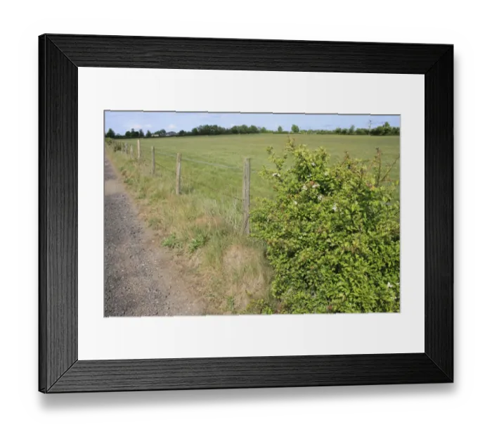 Framed Print : Common Hawthorn (Crataegus monogyna) habit, growing beside barbed wire fence, remnant of hedgerow at edge of pasture