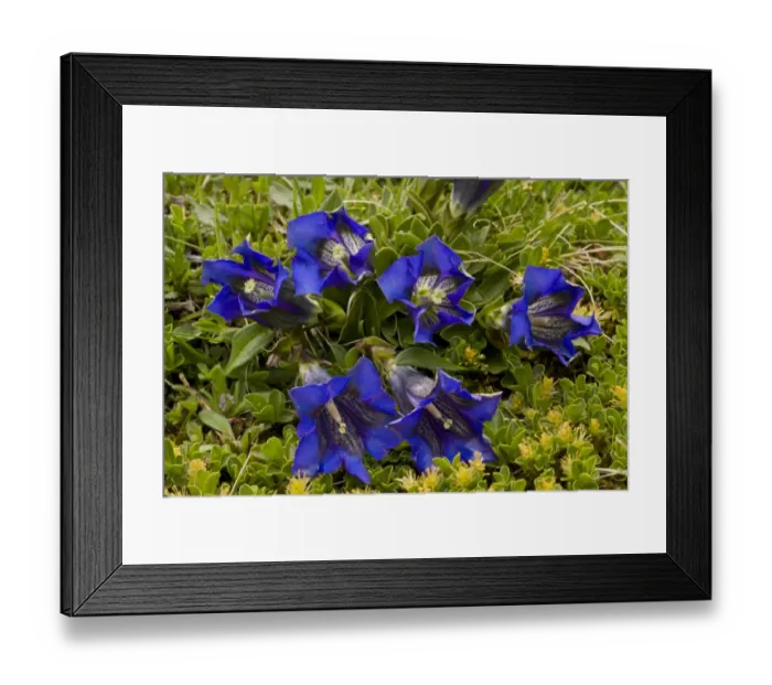 Framed Print : Clusiuss Gentian (Gentiana clusii) flowering, growing in turf on limestone, Julian Alps, Slovenia, june Framed Print : Clusiuss Gentian (Gentiana clusii) flowering, growing in turf on limestone, Julian Alps, Slovenia, june