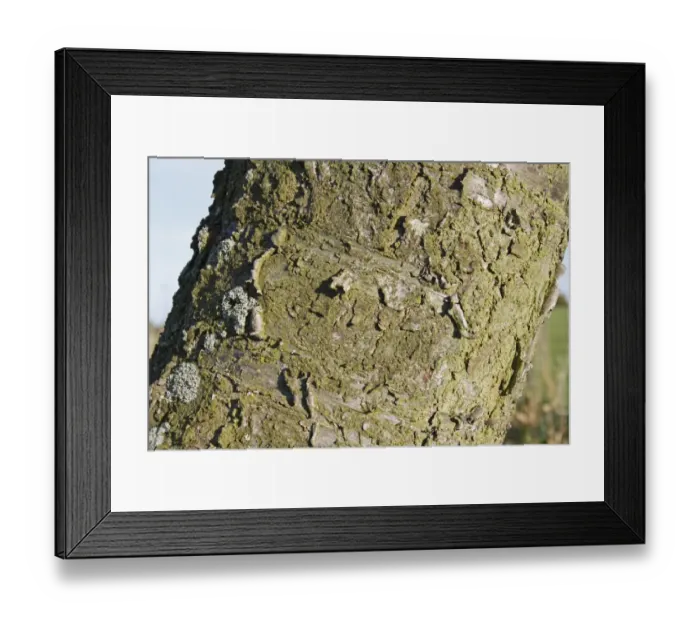 Framed Print : Wild Cherry (Prunus avium) close-up of bark, Wickham Skeith, Suffolk, England, october Framed Print : Wild Cherry (Prunus avium) close-up of bark, Wickham Skeith, Suffolk, England, october