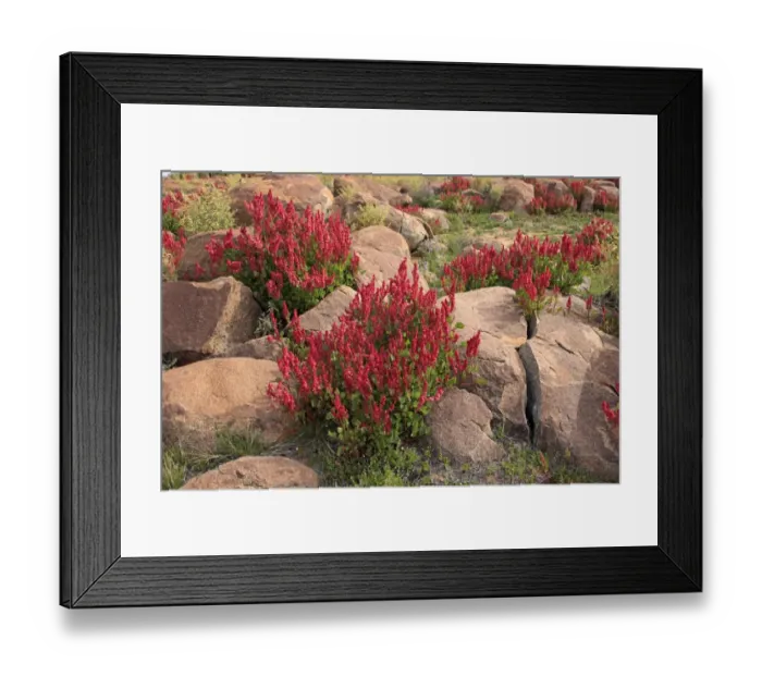Framed Print : Bladderdock (Rumex vesicarius) introduced species, flowering, growing amongst rocks, Sturt N. P Framed Print : Bladderdock (Rumex vesicarius) introduced species, flowering, growing amongst rocks, Sturt N. P
