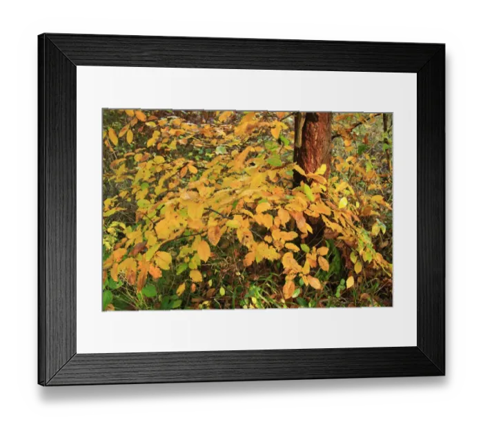 Framed Print : European Hornbeam (Carpinus betulus) close-up of leaves in autumn colour, growing in ancient woodland Framed Print : European Hornbeam (Carpinus betulus) close-up of leaves in autumn colour, growing in ancient woodland