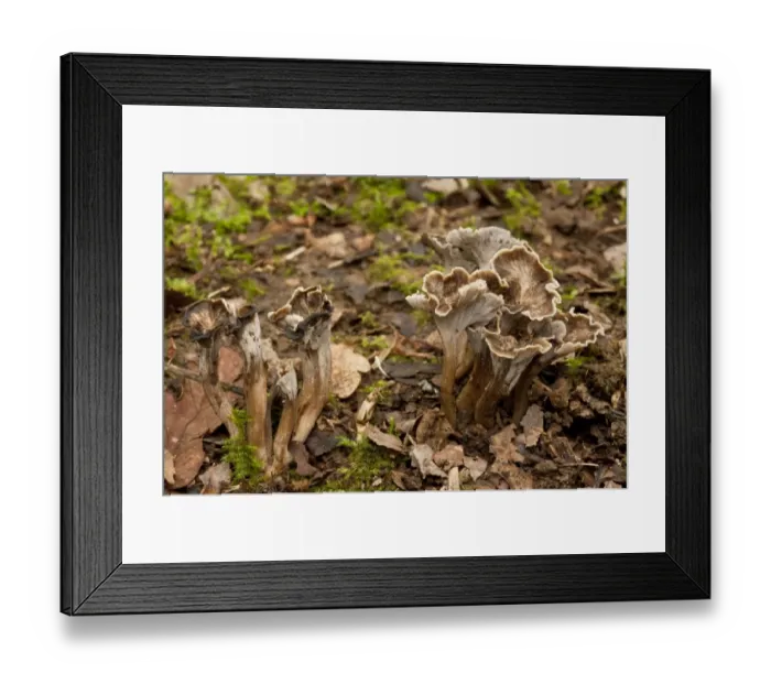 Framed Print : Sinuous Chanterelle (Pseudocraterellus sinuosus) fruiting bodies, growing in old woodland, Wiltshire, England Framed Print : Sinuous Chanterelle (Pseudocraterellus sinuosus) fruiting bodies, growing in old woodland, Wiltshire, England