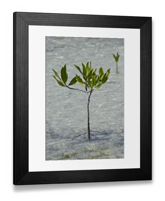 Framed Print : White Mangrove (Laguncularia racemosa) sapling, growing in tidal margin, Bonaire, Leeward Antilles, Lesser Antilles