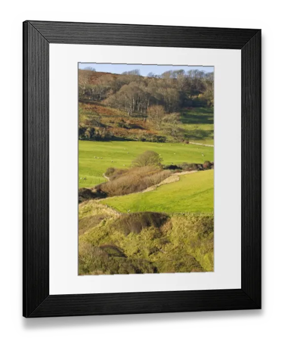 Framed Print : View of coastal clifftop, pasture with grazing sheep and woodland, near Chapmans Pool, Dorset, England, november Framed Print : View of coastal clifftop, pasture with grazing sheep and woodland, near Chapmans Pool, Dorset, England, november