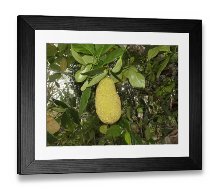 Framed Print : Jackfruit (Artocarpus heterophyllus) fruit, Lombok, Lesser Sunda Islands, Indonesia, march Framed Print : Jackfruit (Artocarpus heterophyllus) fruit, Lombok, Lesser Sunda Islands, Indonesia, march