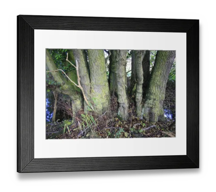 Framed Print : Common Alder (Alnus glutinosa) close-up of multiple trunks, growing in alder carr wet woodland, in valley fen reserve