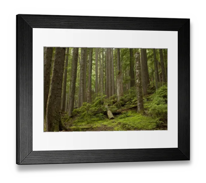 Framed Print : Western Hemlock (Tsuga heterophylla) and Western Red Cedar (Thuja plicata) ancient forest habitat with snags and logs Framed Print : Western Hemlock (Tsuga heterophylla) and Western Red Cedar (Thuja plicata) ancient forest habitat with snags and logs