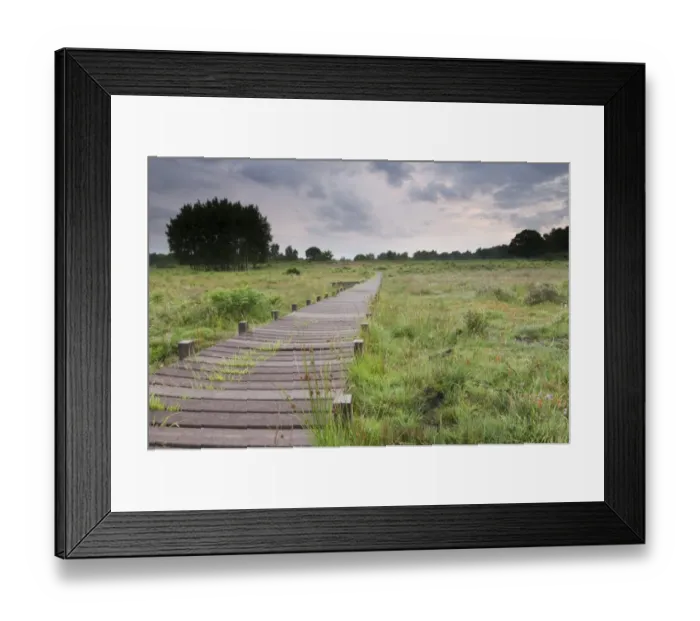 Framed Print : View of boardwalk across bog at dawn, Hothfield Heathlands, Kent, England, july Framed Print : View of boardwalk across bog at dawn, Hothfield Heathlands, Kent, England, july