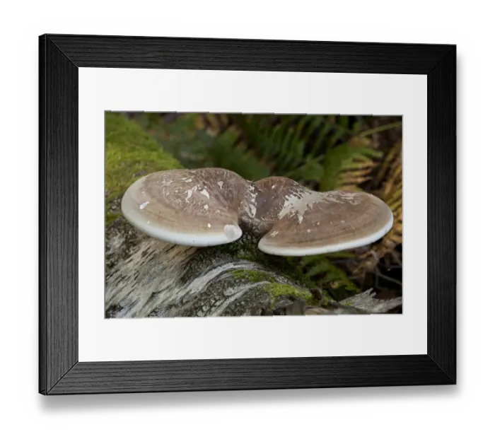 Framed Print : Birch Polypore (Piptoporus betulinus) fruiting body, growing on birch log, New Forest, Hampshire, England, september Framed Print : Birch Polypore (Piptoporus betulinus) fruiting body, growing on birch log, New Forest, Hampshire, England, september