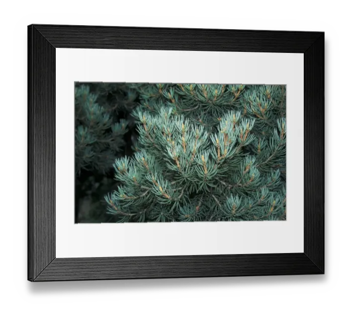 Framed Print : Pine (Pinus monophylla) Leaf Framed Print : Pine (Pinus monophylla) Leaf