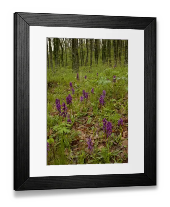 Framed Print : Roman Orchid (Dactylorhiza romana) flowering mass, growing in oak woodland habitat, Pollino N. P. Southern Italy, april Framed Print : Roman Orchid (Dactylorhiza romana) flowering mass, growing in oak woodland habitat, Pollino N. P. Southern Italy, april