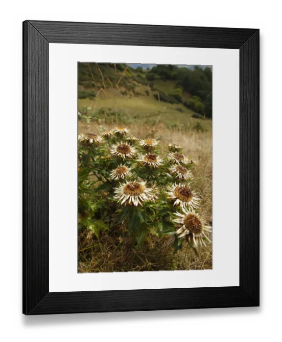 Framed Print : Carline Thistle (Carlina vulgaris) flowering, Roundton Hill, Powys, Wales, august Framed Print : Carline Thistle (Carlina vulgaris) flowering, Roundton Hill, Powys, Wales, august