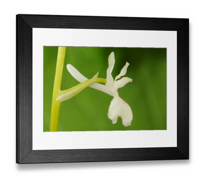Framed Print : Provence Orchid (Orchis provincialis) close-up of flower, Italy, april Framed Print : Provence Orchid (Orchis provincialis) close-up of flower, Italy, april