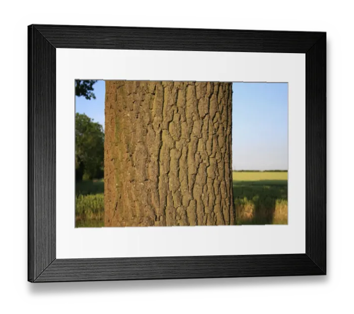 Framed Print : Common Oak (Quercus robur) close-up of trunk, growing in arable farmland, Bacton, Suffolk, England, june Framed Print : Common Oak (Quercus robur) close-up of trunk, growing in arable farmland, Bacton, Suffolk, England, june