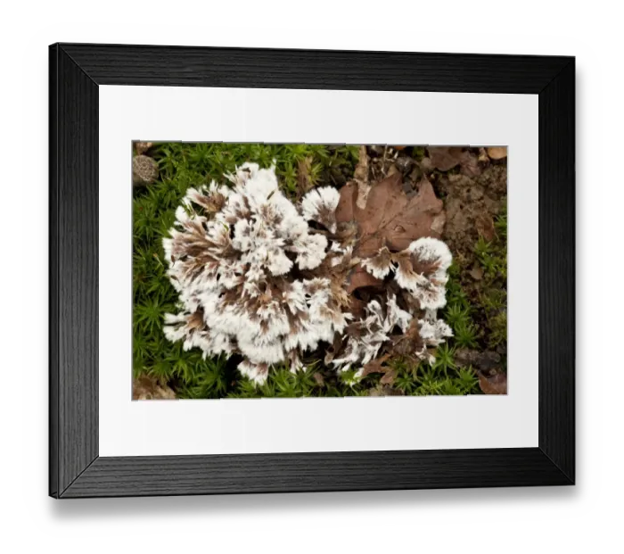 Framed Print : Earthfan (Thelephora penicillata) fruiting bodies, growing amongst moss in old woodland, Wiltshire, England, september Framed Print : Earthfan (Thelephora penicillata) fruiting bodies, growing amongst moss in old woodland, Wiltshire, England, september