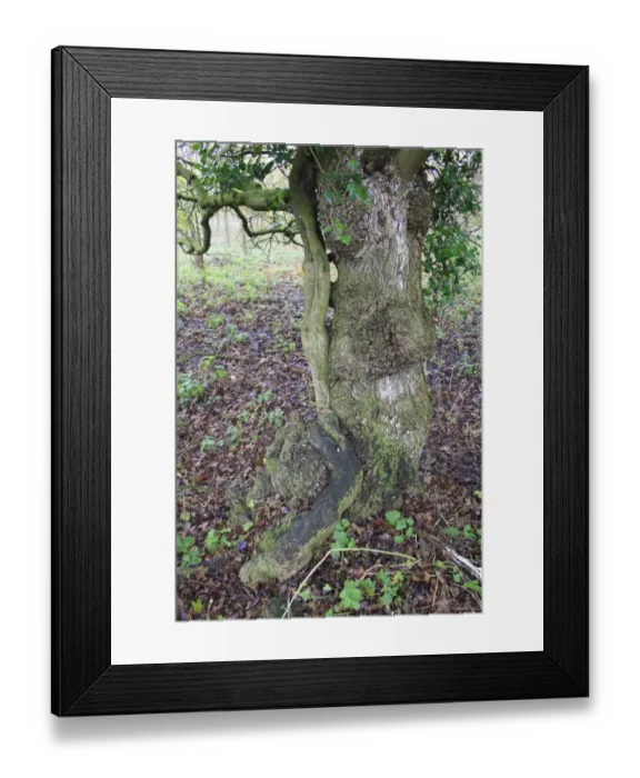 Framed Print : Ivy (Hedera helix) stem, climbing Field Maple (Acer campestre) trunk in woodland, Grove Farm Reserve, Thurston Framed Print : Ivy (Hedera helix) stem, climbing Field Maple (Acer campestre) trunk in woodland, Grove Farm Reserve, Thurston
