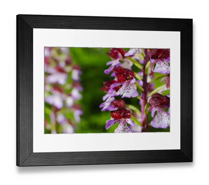 Framed Print : Lady Orchid (Orchis purpurea) close-up of flowers, Italy, may Framed Print : Lady Orchid (Orchis purpurea) close-up of flowers, Italy, may
