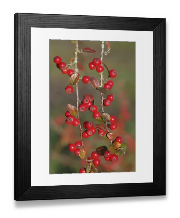 Framed Print : Himalayan Cotoneaster (Cotoneaster simonsii) close-up of berries, Powys, Wales, november Framed Print : Himalayan Cotoneaster (Cotoneaster simonsii) close-up of berries, Powys, Wales, november