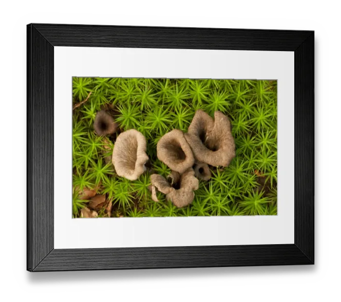 Framed Print : Horn of Plenty (Craterellus cornucopioides) fruiting bodies, growing amongst moss in woodland, New Forest, Hampshire Framed Print : Horn of Plenty (Craterellus cornucopioides) fruiting bodies, growing amongst moss in woodland, New Forest, Hampshire