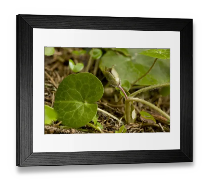 Framed Print : Asarabacca (Asarum europaeum) flowering, growing in mountain beech woodland, Bulgaria, may Framed Print : Asarabacca (Asarum europaeum) flowering, growing in mountain beech woodland, Bulgaria, may