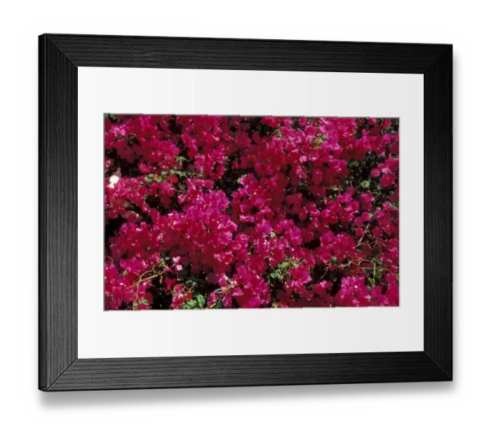 Framed Print : Bougainvillea Framed Print : Bougainvillea