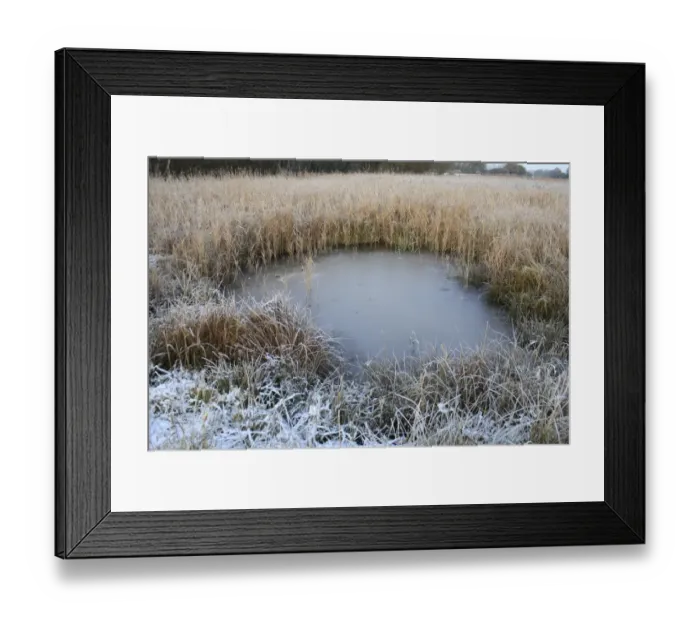 Framed Print : Frozen pool in reedbed habitat, in river valley fen, Redgrave and Lopham Fen N. N. R