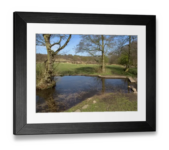 Framed Print : Shallow stream at edge of woodland and heathland habitat, Sherbourne Valley, Cannock Chase, Staffordshire, England Framed Print : Shallow stream at edge of woodland and heathland habitat, Sherbourne Valley, Cannock Chase, Staffordshire, England