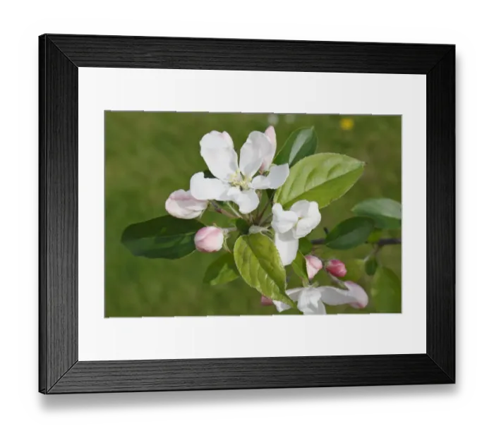 Framed Print : John Downie Crabapple (Malus sp. ) John Downie, close-up of flowers, flowerbuds and leaves, in garden, Suffolk, England Framed Print : John Downie Crabapple (Malus sp. ) John Downie, close-up of flowers, flowerbuds and leaves, in garden, Suffolk, England