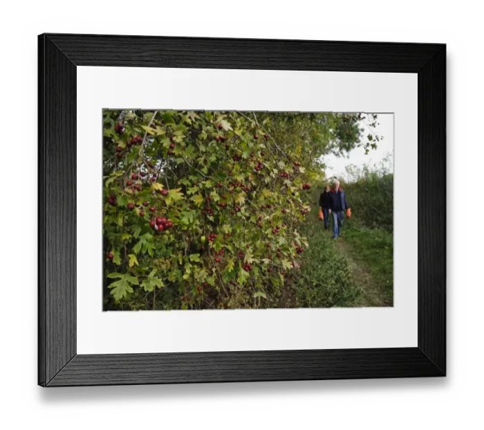 Framed Print : Common Hawthorn (Crataegus monogyna) berries, growing in hedgerow beside public footpath with walkers