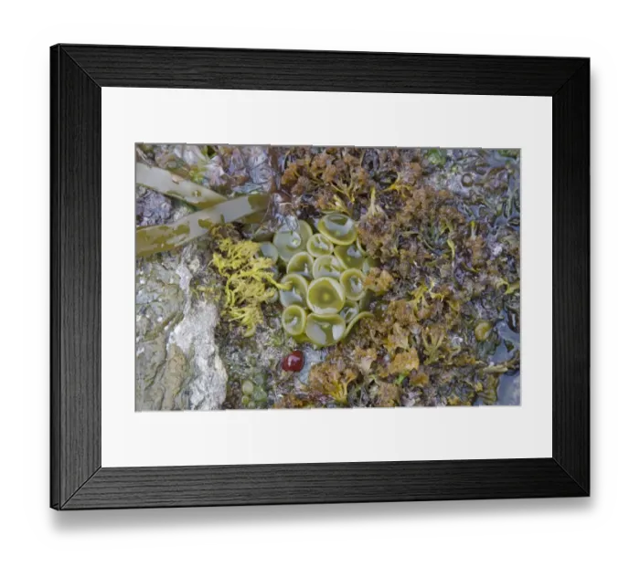 Framed Print : Sea-thong (Himanthalia elongata) button growth at base of holdfast, exposed on rocky shore at low tide, Brough Head Framed Print : Sea-thong (Himanthalia elongata) button growth at base of holdfast, exposed on rocky shore at low tide, Brough Head