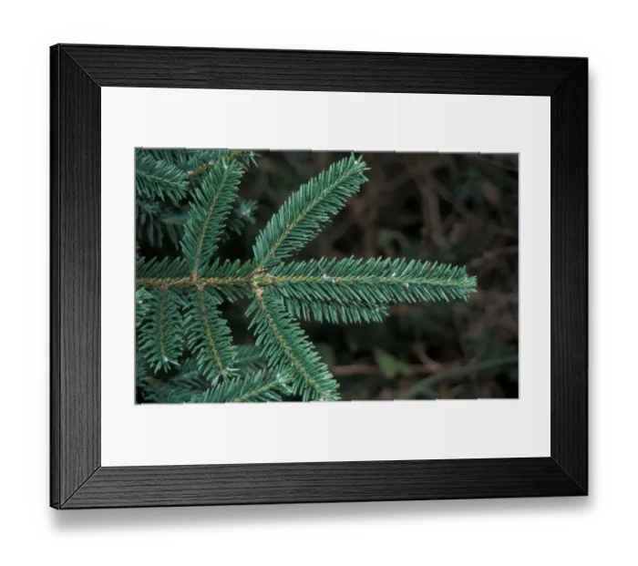 Framed Print : Abies vejarii Leaf / Upper Framed Print : Abies vejarii Leaf / Upper