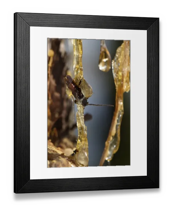 Framed Print : Pine (Pinus sp. ) resin, sap seeping from tree with trapped Beetle (Cerambycidae sp. ), Portofino Park, Genova Province Framed Print : Pine (Pinus sp. ) resin, sap seeping from tree with trapped Beetle (Cerambycidae sp. ), Portofino Park, Genova Province
