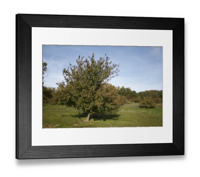 Framed Print : Wild Crabapple (Malus sylvestris) habit, growing on lowland heathland reserve, Wortham Ling, Suffolk, England, october Framed Print : Wild Crabapple (Malus sylvestris) habit, growing on lowland heathland reserve, Wortham Ling, Suffolk, England, october