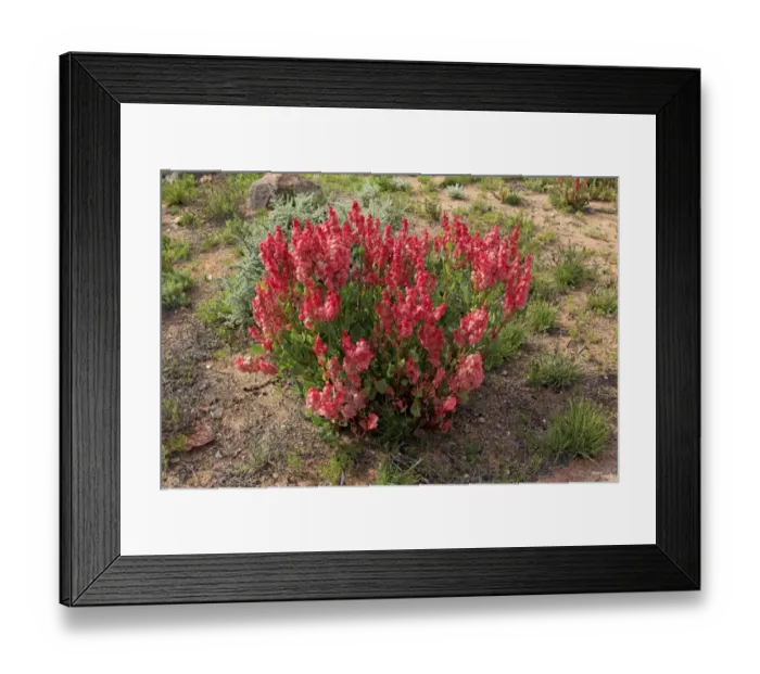 Framed Print : Bladderdock (Rumex vesicarius) introduced species, flowering, Sturt N. P. New South Wales, Australia Framed Print : Bladderdock (Rumex vesicarius) introduced species, flowering, Sturt N. P. New South Wales, Australia